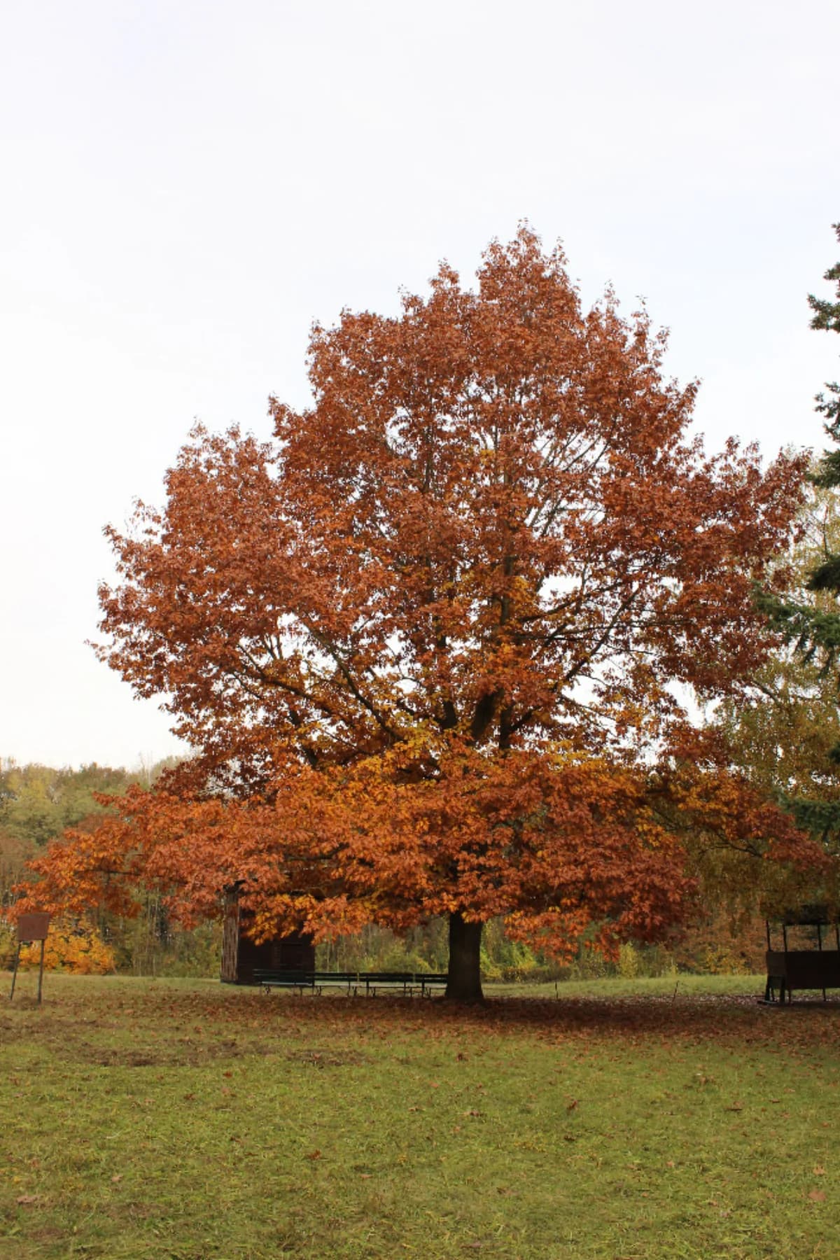 Podzimní dub v areálu Myslivny Hrušovany