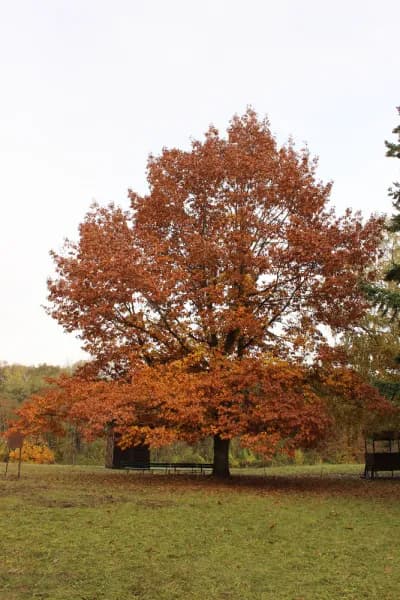 Malebny podzimni dub v arealu Myslivny Hrusovany